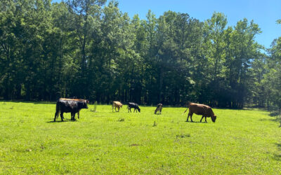 The Story of Grace Valley Farm